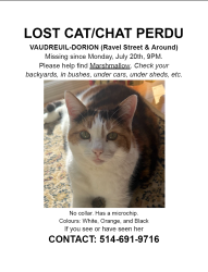 Lost Male Cat last seen rue Ravel/reu de Tonnancour, Vaudreuil-Dorion, QC J7V 0M7