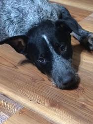 Found/Stray Female Dog last seen Sleepy Top Dr, Joe Top Rd, Glenn Heights, TX 75154