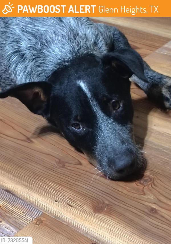 Found/Stray Female Dog last seen Sleepy Top Dr, Joe Top Rd, Glenn Heights, TX 75154