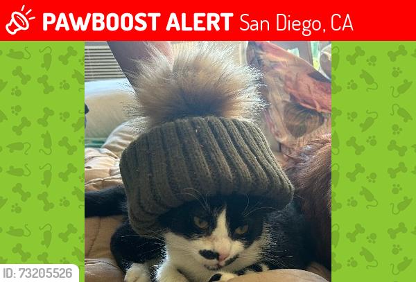 Lost Male Cat last seen Mallard St, 69th St, Berry Street Park, San Diego, CA 92114