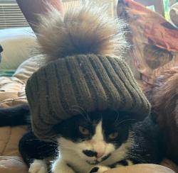 Lost Male Cat last seen Mallard St, 69th St, Berry Street Park, San Diego, CA 92114
