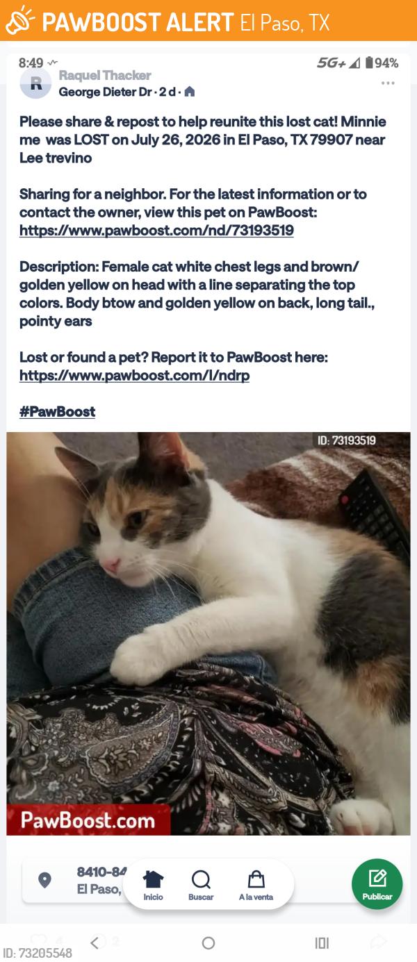 Found/Stray Female Cat last seen Lee Treviño, El Paso, TX 79907