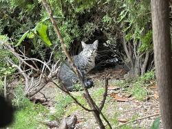 Found/Stray Unknown Cat last seen Amber Hill Dr Whittier, California, Whittier, CA 90601