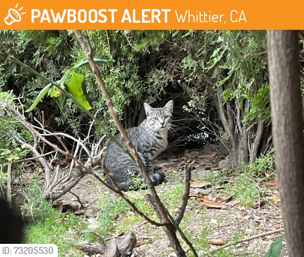 Found/Stray Unknown Cat last seen Amber Hill Dr Whittier, California, Whittier, CA 90601