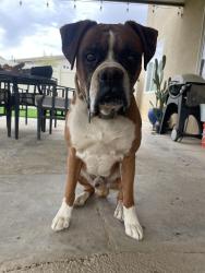 Lost Male Dog last seen Seneca, Jonathan, Adelanto, CA 92301