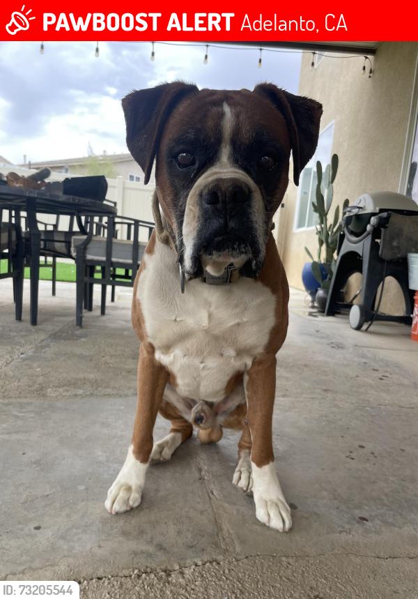 Lost Male Dog last seen Seneca, Jonathan, Adelanto, CA 92301
