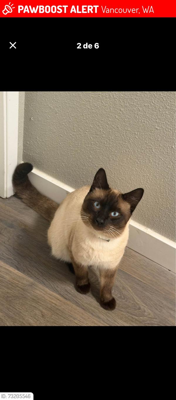 Lost Male Cat last seen Hazel dell, Vancouver, WA 98665