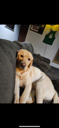 Lost Male Dog last seen N Oswego and N Smith, Portland, OR 97203