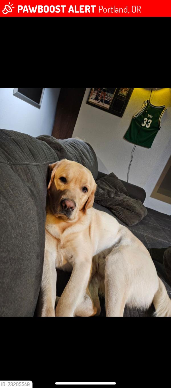 Lost Male Dog last seen N Oswego and N Smith, Portland, OR 97203