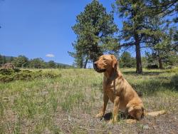 Reunited Female Dog last seen Country Club West Greeley, Greeley, CO 80634