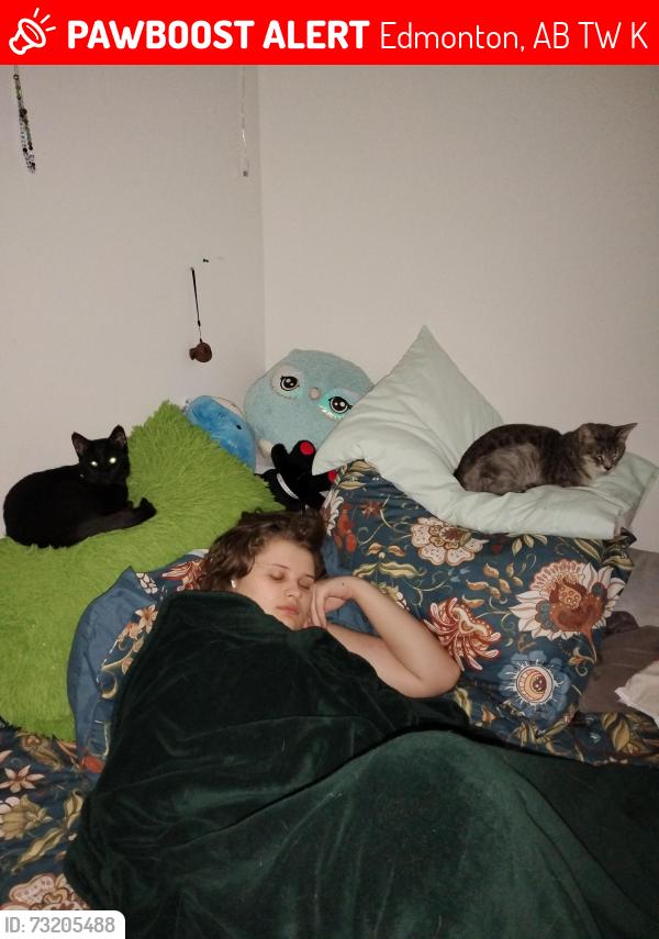 Lost Female Cat last seen Near payipwat Common SW Edmonton AB T6W5K7, Edmonton, AB T6W 5K7