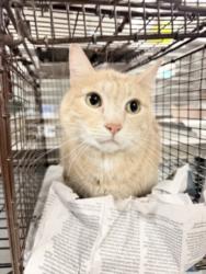 Shelter Stray Male Cat last seen , 14409 Vanowen St, Van Nuys, CA 91405, USA