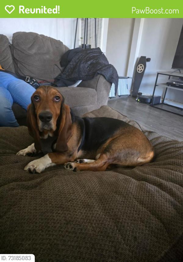 Reunited Male Dog last seen Cogswell and ranchito, El Monte, CA 91732