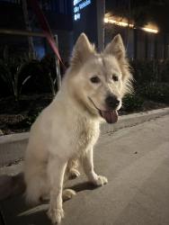 Reunited Female Dog last seen Bushard St & Cardinal Ave, Westminster, CA 92683
