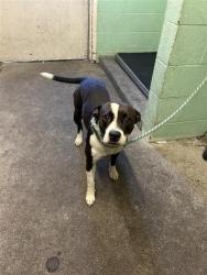 Shelter Stray Female Dog last seen N 16TH ST & DREHER ST, 2127 Front St, Sacramento, CA 95818, USA