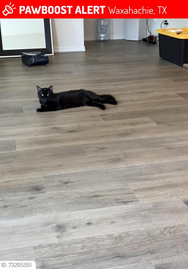 Lost Male Cat last seen Saddle rook eats. DR Horton/ Myrtle creek, Waxahachie, TX 75165