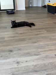 Lost Male Cat last seen Saddle rook eats. DR Horton/ Myrtle creek, Waxahachie, TX 75165
