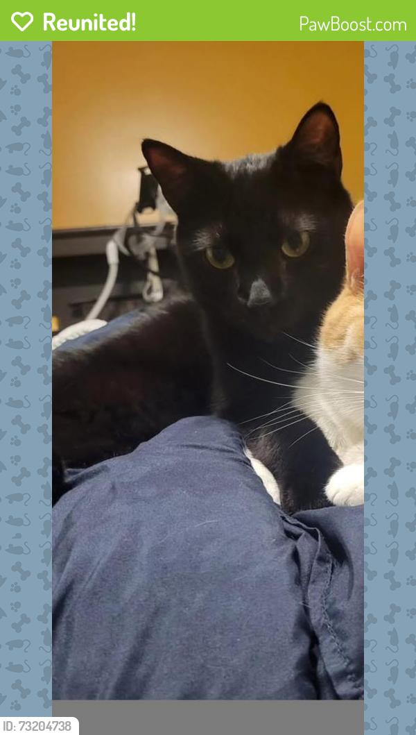 Reunited Male Cat last seen Near Knotty Pine drive, Whitby, ON L1R 2H2