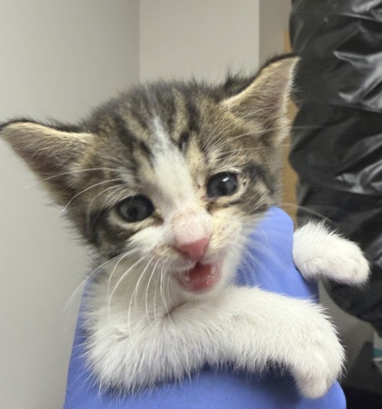 Shelter Stray Male Cat last seen Grandby Dr at Kranhold Way, Rancho Cordova, CA, 6201 Florin Perkins Rd, Sacramento, CA 95828, USA