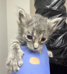 Shelter Stray Male Cat last seen Grandby Dr at Kranhold Way, Rancho Cordova, CA, 6201 Florin Perkins Rd, Sacramento, CA 95828, USA