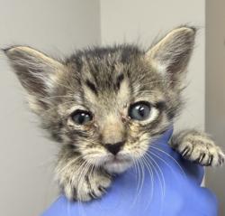 Shelter Stray Male Cat last seen Grandby Dr at Kranhold Way, Rancho Cordova, CA, 6201 Florin Perkins Rd, Sacramento, CA 95828, USA
