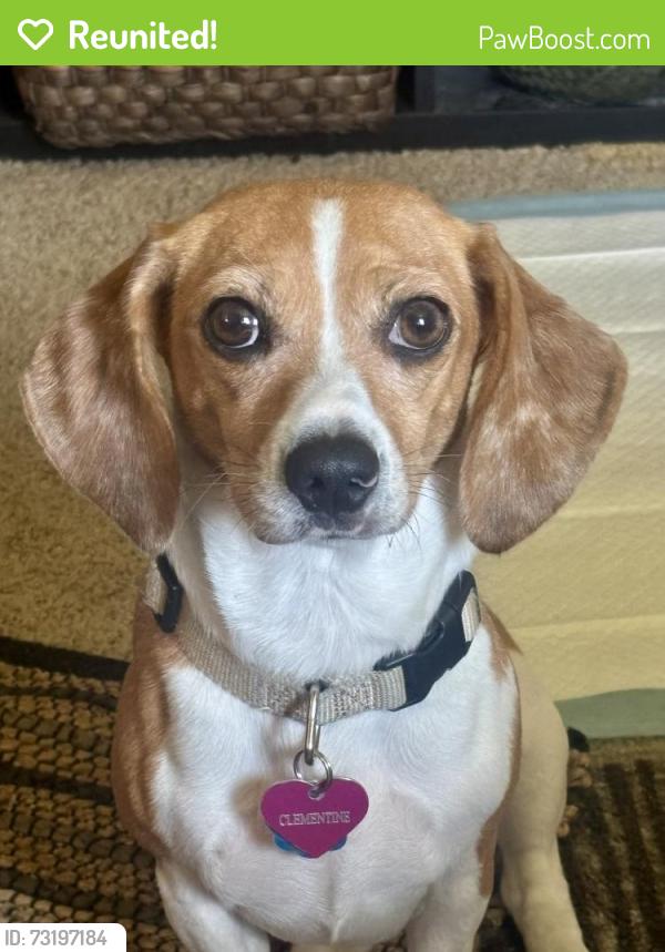 Reunited Female Dog last seen Near Oaklawn, Chula Vista, CA 91910