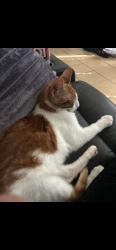 Lost Male Cat last seen Appts, San Antonio, TX 78227