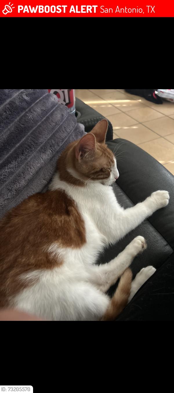 Lost Male Cat last seen Appts, San Antonio, TX 78227