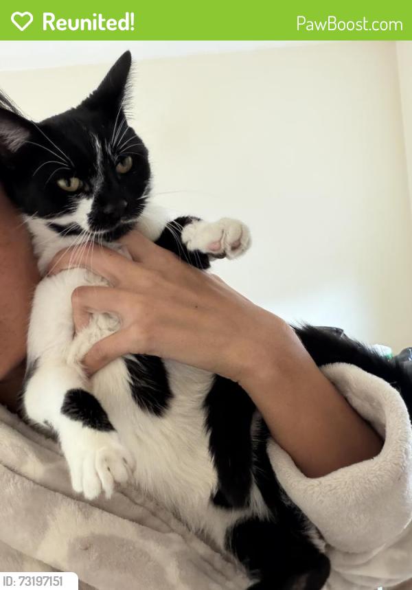 Reunited Female Cat last seen Near Quarry House Cl, Rubery, Rednal, Birmingham B45 0HS, UK, Rednal, England B45 0HS