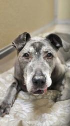 Shelter Stray Female Dog last seen Near Antioch Dr, Fairfield, OH, 1820 Princeton Rd, Hamilton, OH 45011, USA