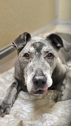 Shelter Stray Female Dog last seen Near Antioch Dr, Fairfield, OH, 1820 Princeton Rd, Hamilton, OH 45011, USA