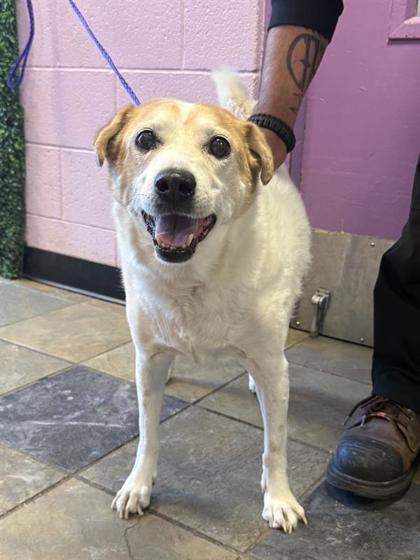 Shelter Stray Male Dog last seen Near Sunland Park Dr, CITY of El Paso, TX, 5001 Fred Wilson Ave, El Paso, TX 79906, USA