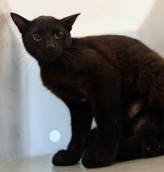 Shelter Stray Female Cat last seen Near Freeway Drive, Mount Vernon, WA, 18911 Kelleher Rd, Burlington, WA 98233, USA