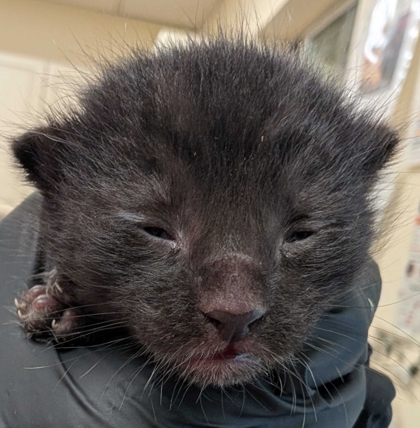 Shelter Stray Unknown Cat last seen Near Freeway Drive, Mount Vernon, WA, 18911 Kelleher Rd, Burlington, WA 98233, USA