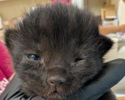 Shelter Stray Unknown Cat last seen Near Freeway Drive, Mount Vernon, WA, 18911 Kelleher Rd, Burlington, WA 98233, USA