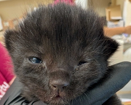 Shelter Stray Unknown Cat last seen Near Freeway Drive, Mount Vernon, WA, 18911 Kelleher Rd, Burlington, WA 98233, USA