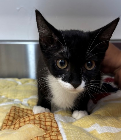 Shelter Stray Female Cat last seen SPCA, County, CA, 3000 Gibson St, Bakersfield, CA 93308, USA