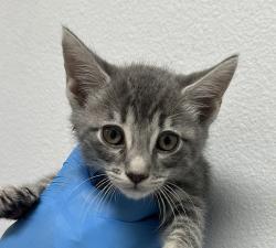 Shelter Stray Male Cat last seen Near Lura Avenue, El Cajon, CA, 92020, 5500 Gaines St, San Diego, CA 92110, USA