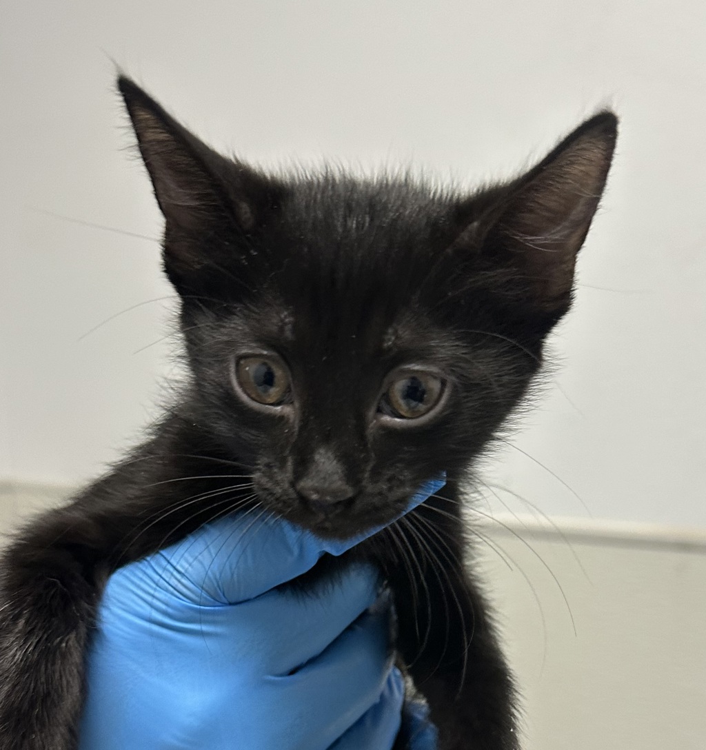Shelter Stray Female Cat last seen Near Lura Avenue, El Cajon, CA, 92020, 5500 Gaines St, San Diego, CA 92110, USA