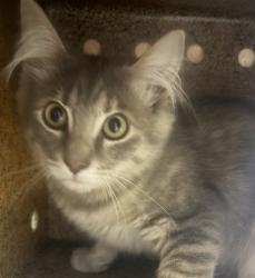 Shelter Stray Female Cat last seen Near Church Road, Pauma Valley, CA, 92061, Escondido, CA 92027, USA