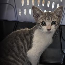 Shelter Stray Female Cat last seen Near Church Road, Pauma Valley, CA, 92061, Escondido, CA 92027, USA