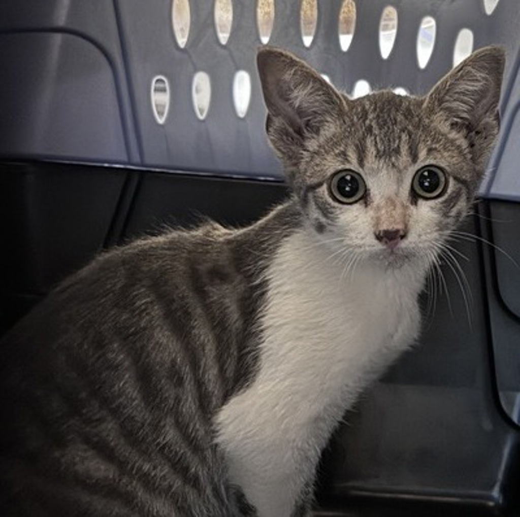 Shelter Stray Female Cat last seen Near Church Road, Pauma Valley, CA, 92061, Escondido, CA 92027, USA