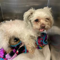 Shelter Stray Female Dog last seen , 2350 Appling City Cove, Memphis, TN 38133, USA