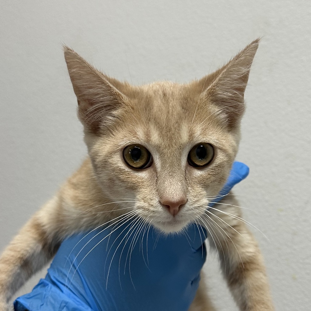 Shelter Stray Male Cat last seen Near Tarbox Street, San Diego, CA, 92114, 5500 Gaines St, San Diego, CA 92110, USA