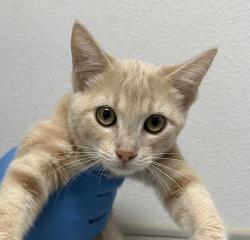 Shelter Stray Female Cat last seen Near Tarbox Street, San Diego, CA, 92114, 5500 Gaines St, San Diego, CA 92110, USA