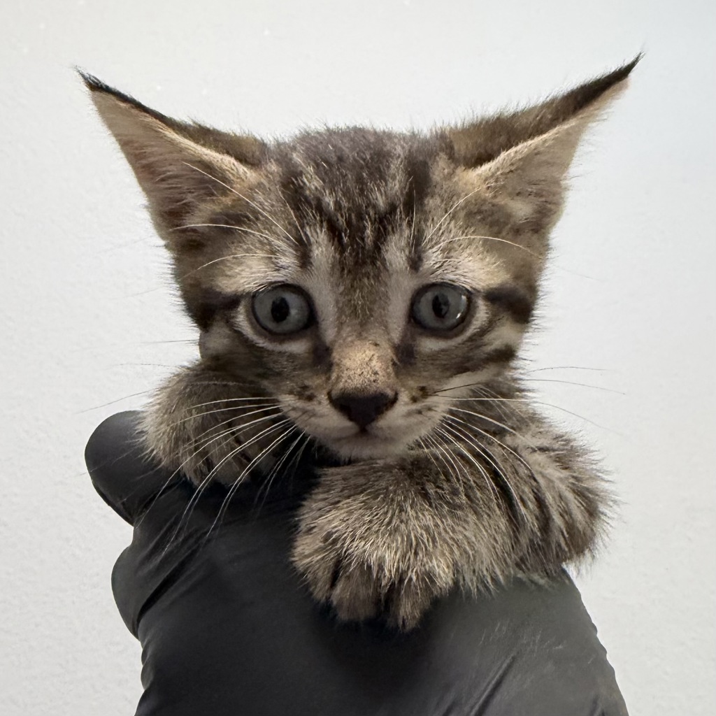 Shelter Stray Male Cat last seen Near 67th Street, San Diego, CA, 92114, 5500 Gaines St, San Diego, CA 92110, USA