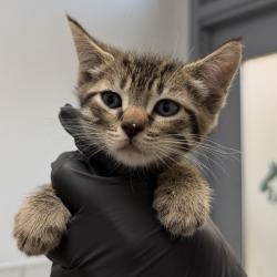 Shelter Stray Male Cat last seen Near 67th Street, San Diego, CA, 92114, 5500 Gaines St, San Diego, CA 92110, USA