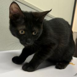 Shelter Stray Female Cat last seen , 3607 N Armenia Ave, Tampa, FL 33607, USA