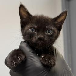 Shelter Stray Male Cat last seen Near 67th Street, San Diego, CA, 92114, 5500 Gaines St, San Diego, CA 92110, USA