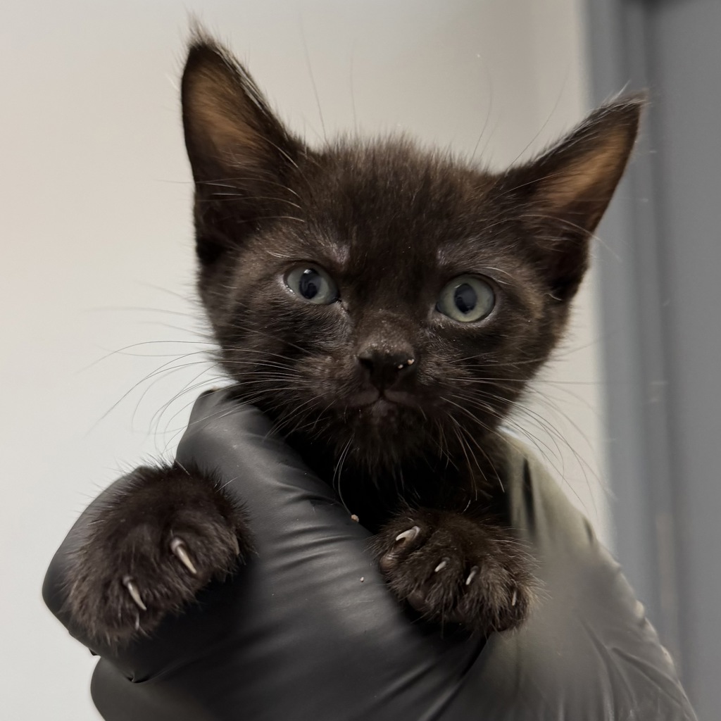 Shelter Stray Male Cat last seen Near 67th Street, San Diego, CA, 92114, 5500 Gaines St, San Diego, CA 92110, USA